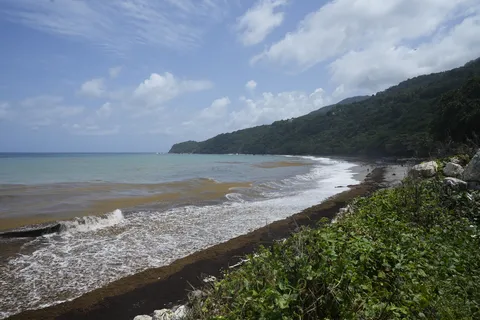 Sargazo — PLAYA LOS PATOS (Sur)